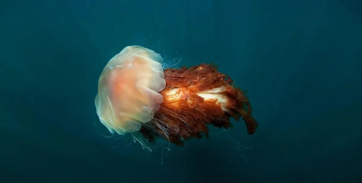 Okeandakı nəhəng məxluq: 30 metrlik “qolları” var 