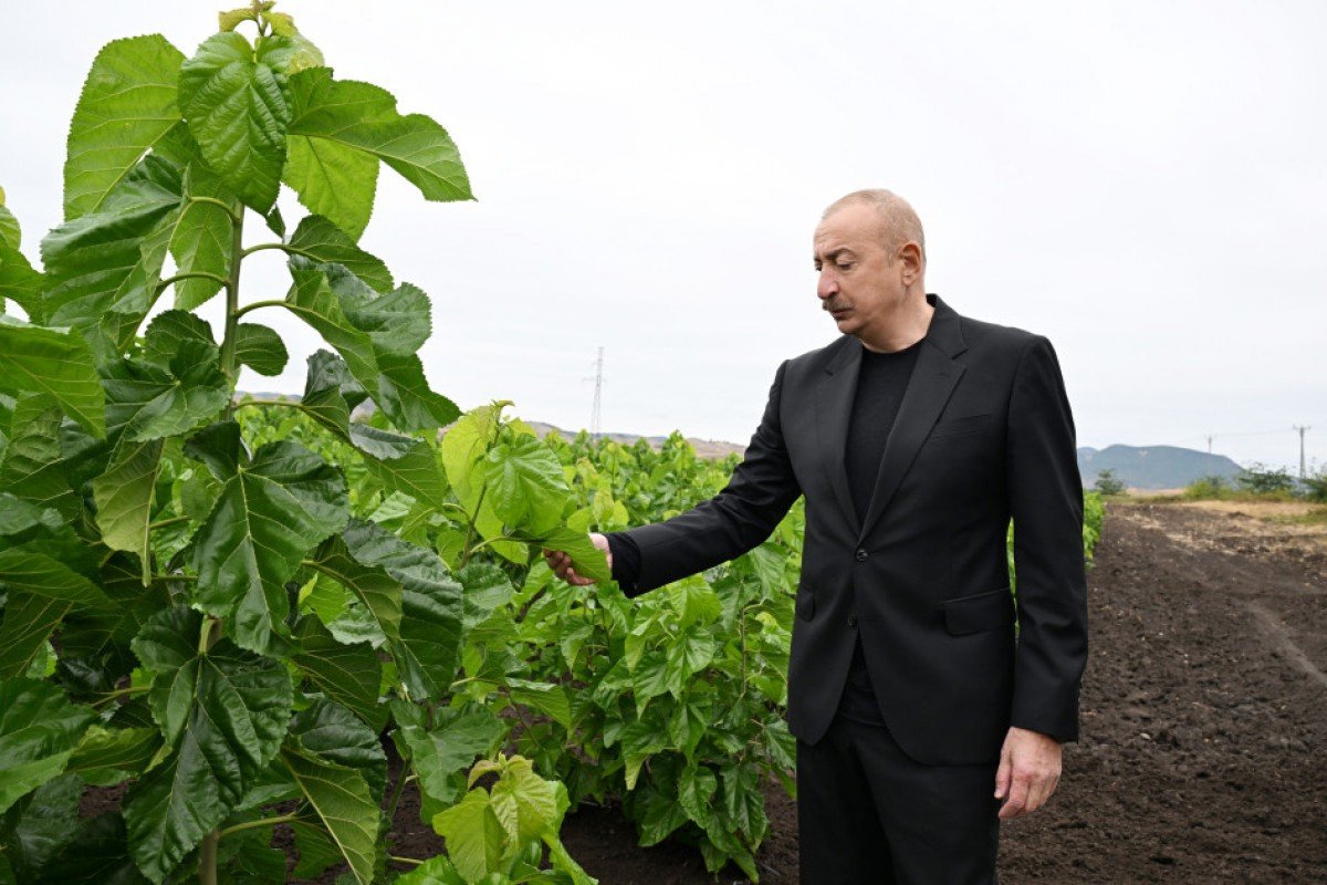 Prezident Xocalının Daşbulaq kəndində tut bağında görülmüş işlərlə tanış olub