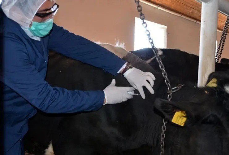 Dabaq xəstəliyi haqqında QORXUNC FAKTLAR – Əgər insanlara da keçərsə…