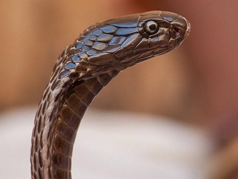 İlan zəhərinin öldürə bilmədiyi yegane heyvanla bağlı maraqlı faktlar