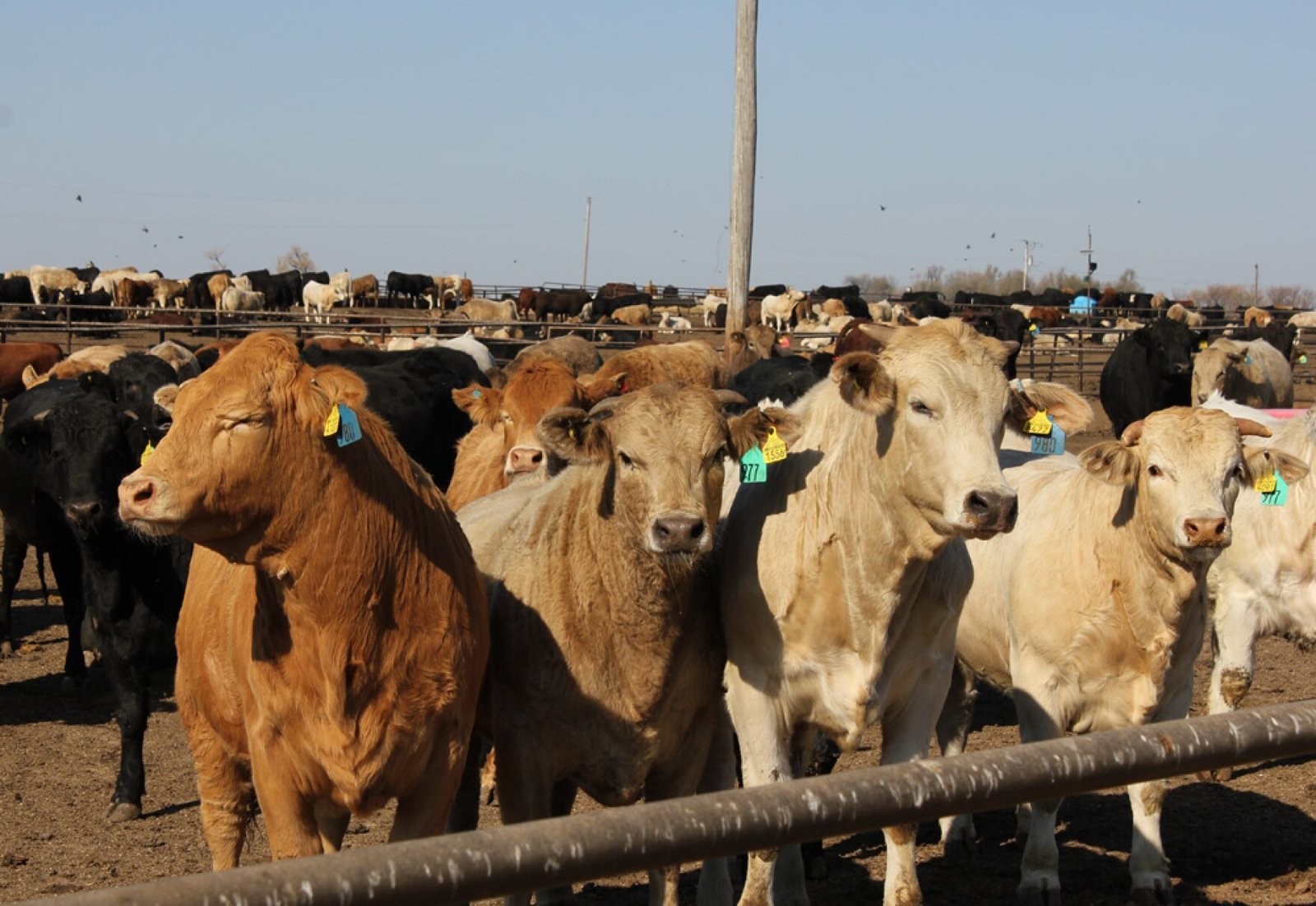 Dabaq xəstəliyi yeməklə insana keçə bilər? – RƏSMİ AÇIQLAMA