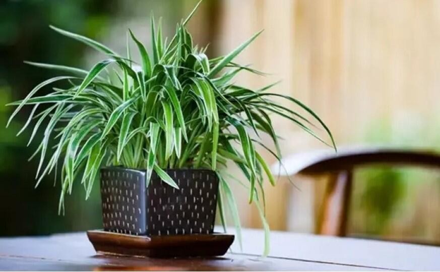 Kif və tozu aradan qaldırır – Bu otaq bitkisi evinizdəki havanı təmizləyəcək