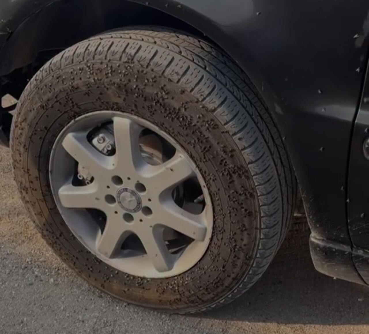 Bakıda “Milçək yağışı” – VİDEO