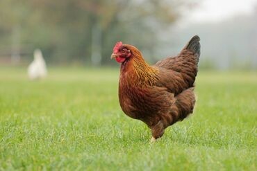 Ev quşları bahalaşdı – VİDEO