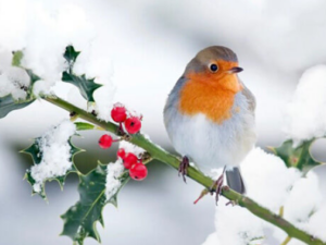 image-1768116732_qarr