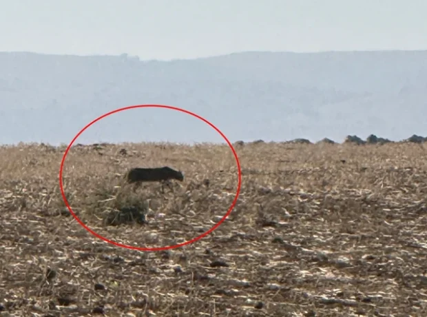 image-anadolu-parsi-bu-kez-sirnakta-gorun-mlyi