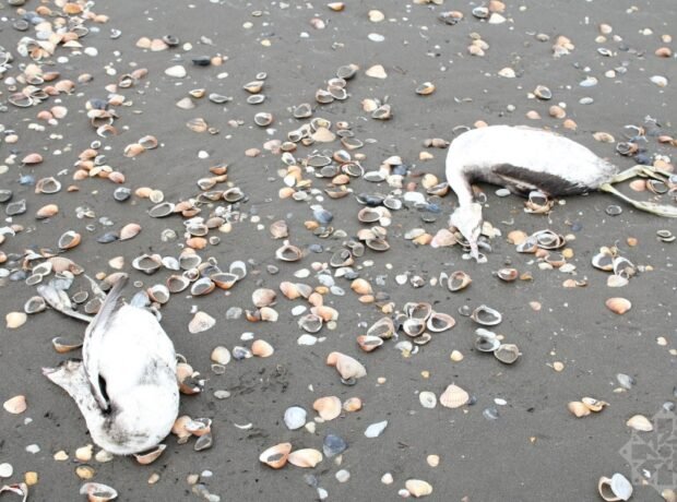 image-batagan-quslari