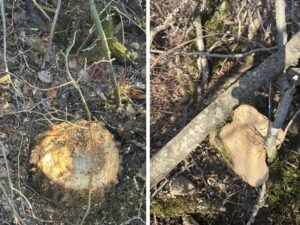 image-elpscc0iit4cbheihjkhmwntxs7rufl5d7bylue3_1200