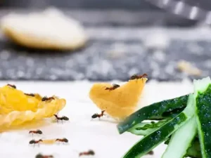 image-69ed926edf03e38a9f9ac290