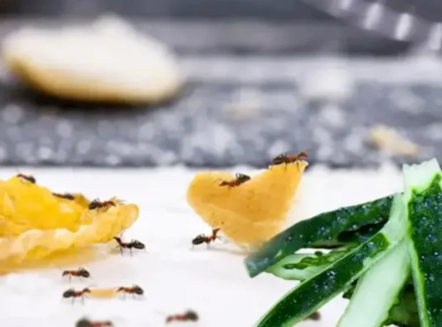 image-69ed926edf03e38a9f9ac290