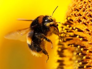 image-ari-yaban-arisi-bee-2008390