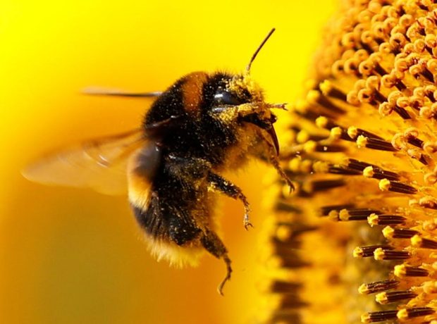 image-ari-yaban-arisi-bee-2008390