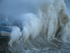 image-dalga-hundur-4-5