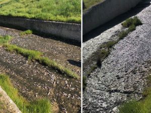 image-tekirdag-da-golde-toplu-balik-olumleri-yasandi-19786033_4932_amp