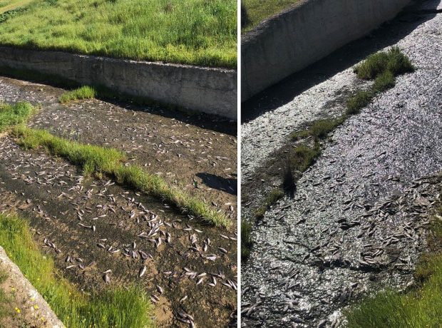 image-tekirdag-da-golde-toplu-balik-olumleri-yasandi-19786033_4932_amp