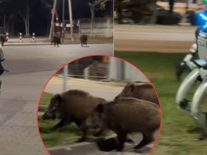 image-uid_5c973ab8b8564a878347ddc2a0f71ac7_width_1200_play_0_pos_0_gs_0_height_675