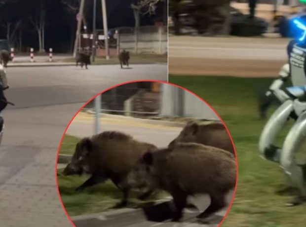 image-uid_5c973ab8b8564a878347ddc2a0f71ac7_width_1200_play_0_pos_0_gs_0_height_675