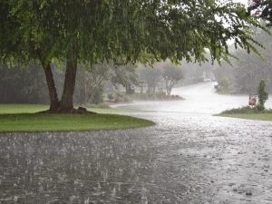 image-yagis_1774424193