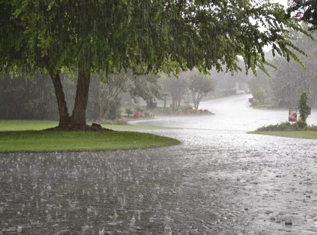 image-yagis_1774424193